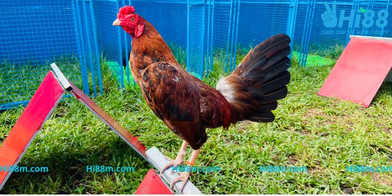 Luật chơi chọi gà Thomo cựa dao kê thủ nên biết