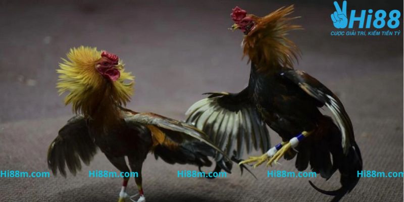 Đá gà Thomo cựa dao được yêu thích vì nhiều ưu điểm nổi bật