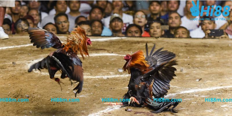 Tìm hiểu về hình thức cựa dao trong đá gà Thomo