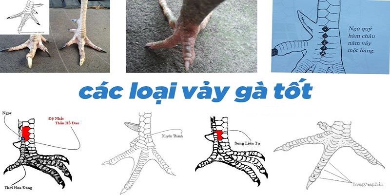 Giải đáp thuật ngữ những vảy gà linh