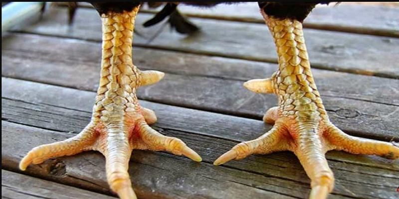 Hướng dẫn cách xem những vảy gà linh chuẩn nhất