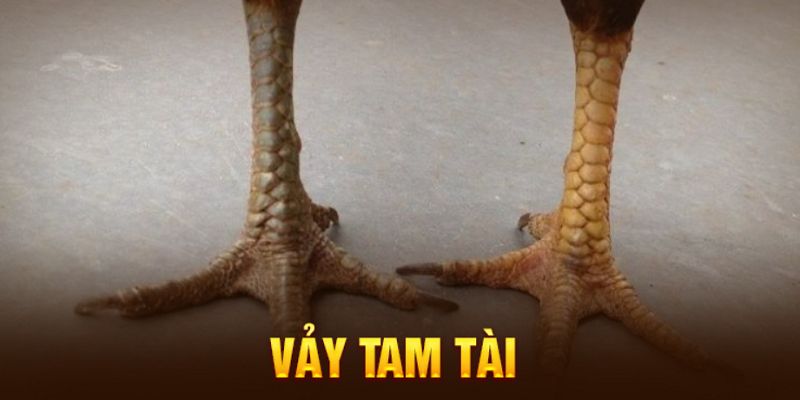 Một số những vảy gà linh sở hữu chiến kê chất lượng