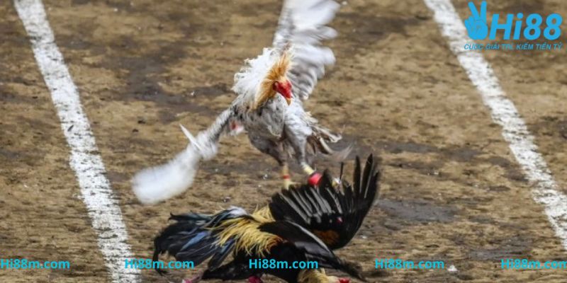 Sức hút của sảnh cược SV388 casino gà đò